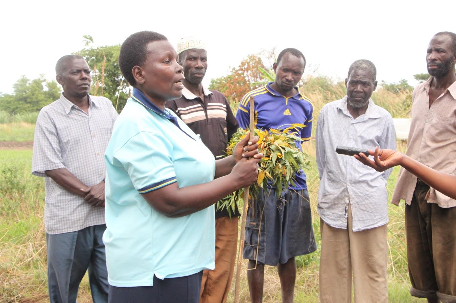Agronomist advising farmer during crop inspection in Tanzania, Global Agrichain