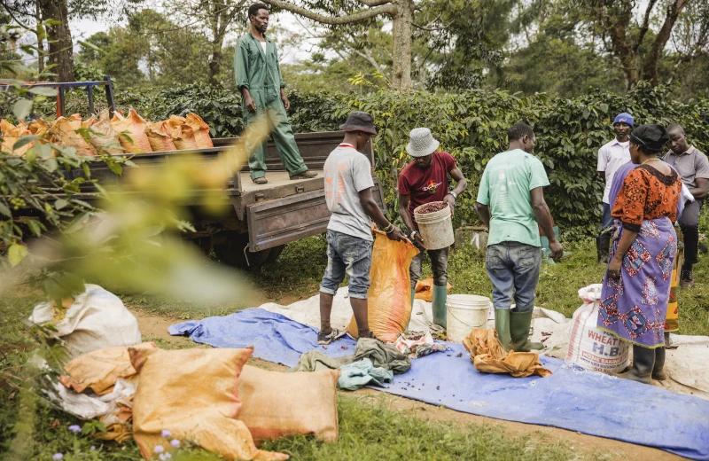 Coffee cherry harvest being loaded onto truck at Tanzania plantation - Global Agrichain sourcing operations