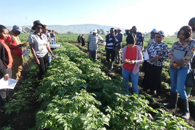 Farmers inspecting crops during field day training for commercial agriculture in Tanzania