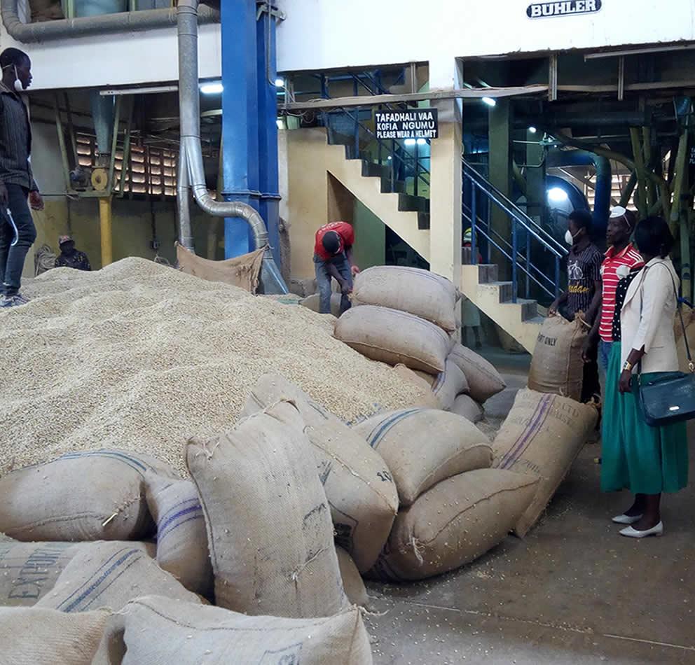 Grain processing facility with Buhler equipment, agricultural commodity processing Tanzania
