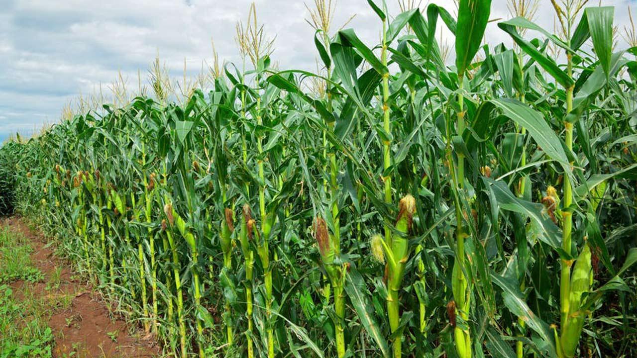 Farmer field day with maize variety demonstration in Tanzania, Global Agrichain agronomy support